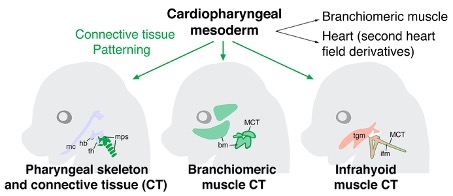 Cartoon showing the derivatives of cardiopharyngeal mesoderm at mouse embryonic day 15.5, including known contributions to branchomeric craniofacial muscles and the heart and new derivatives identified in this study. These include medial pharyngeal skeletal components (mps), as well as branchimeric (bm) and somite-derived infrahyoid (ifm) neck muscle connective tissue (MCT). Other pharyngeal skeletal elements and tongue muscle (tgm) connective tissue are derived from neural crest cells: mc, Meckel’s cartilage; hb, hyoid bone; th, thyroid cartilage.