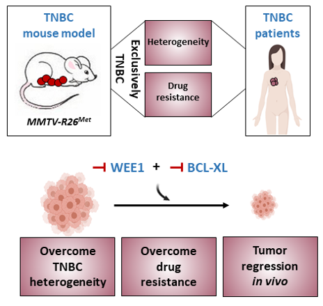 Mieux comprendre le cancer du sein Triple-Négatif pour développer ...