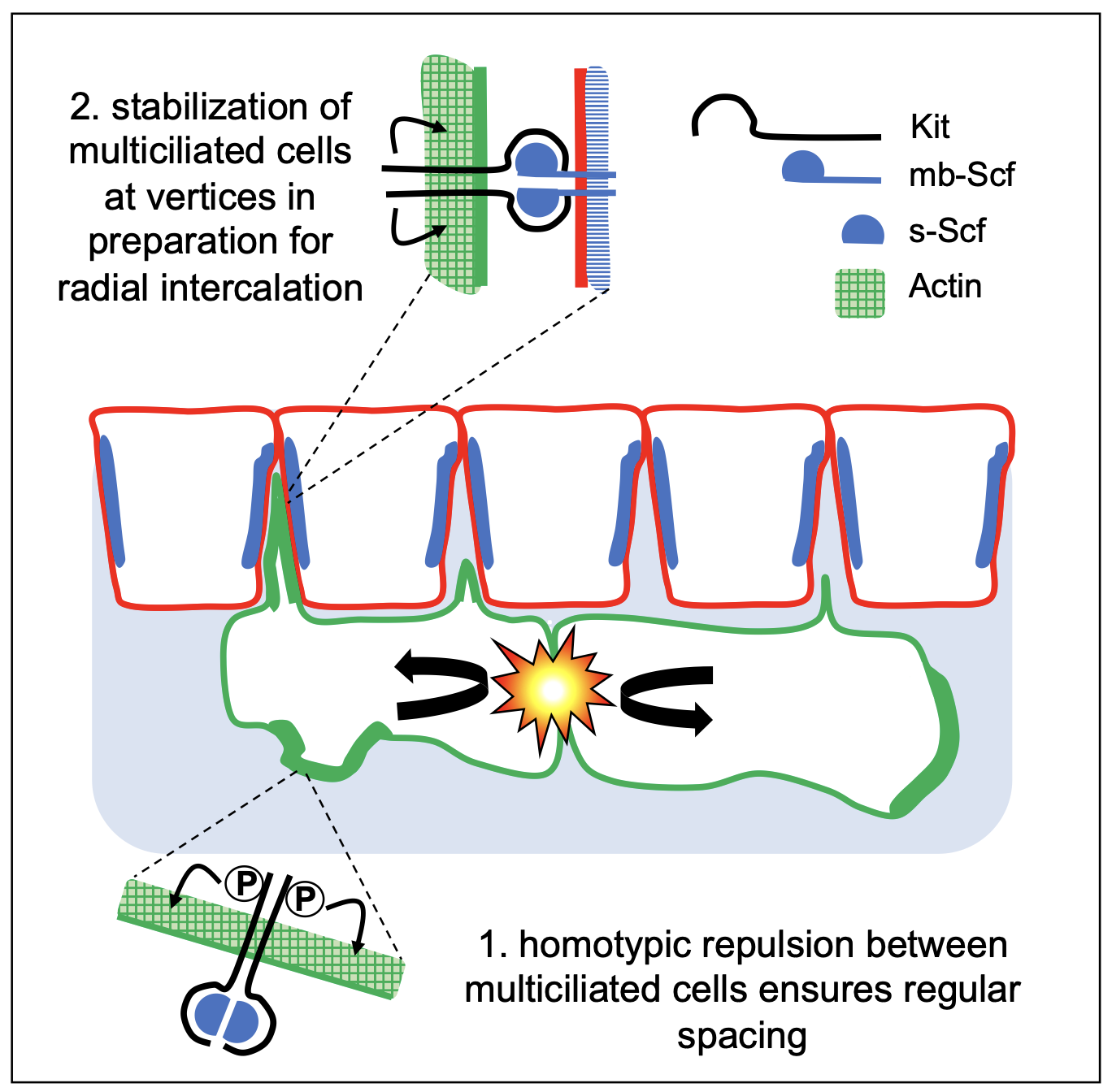 The regular distribution of multiciliated cells within the Xenopus embryonic epidermis involves two properties, both controlled by the Scf/Kit ligand/receptor pair. In our model, the soluble form of Scf would form a labile complex with Kit, stimulating its auto-phosphorylation and allowing the emission of lamellipodes necessary for the withdrawal movement of the cells after contact. The membrane form of Scf, enriched at the junctions between surface cells, would form a stable complex with Kit, ensuring the stabilization of multiciliated cells at tricellular junctions, in preparation for their intercalation. Copyright : Alexandre Chuyen, Andrea Pasini, Laurent Kodjabachian