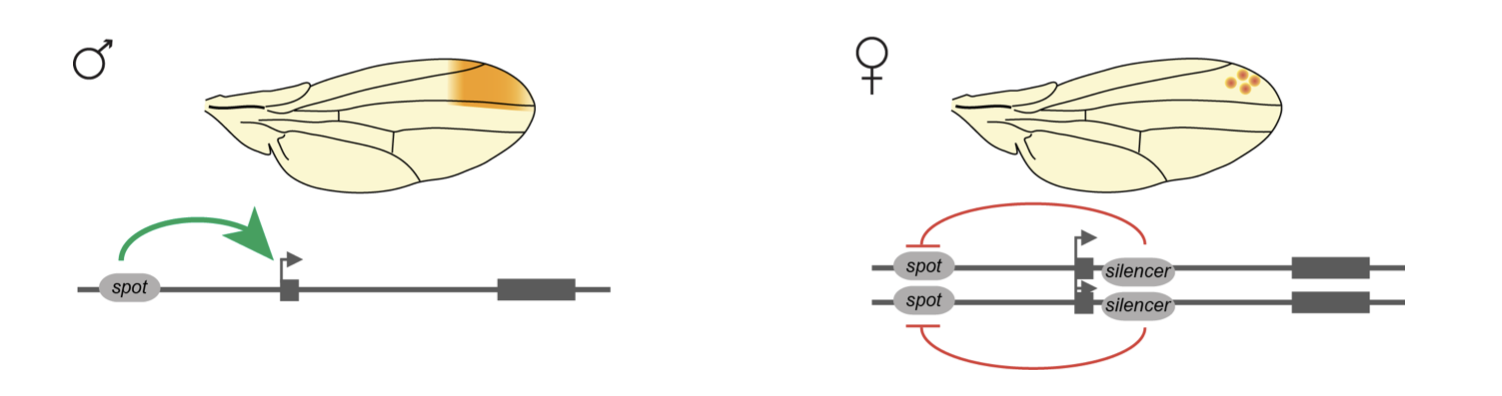 PostDoc-Position-PrudhommeLab