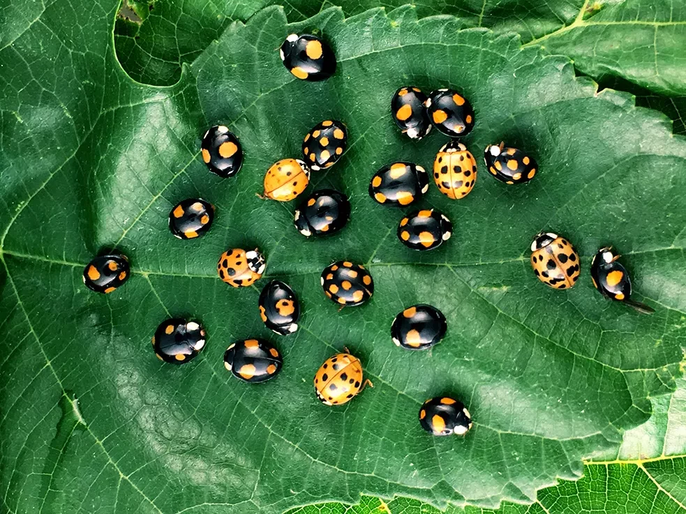 Harmonia axyridis elytra pigmentation variation