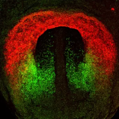 RNAscope fluorescent in situ hybridisation of a mouse embryo at embryonic day 7.5 showing early cardiomyocytes (red) and cardiopharyngeal mesoderm (green).