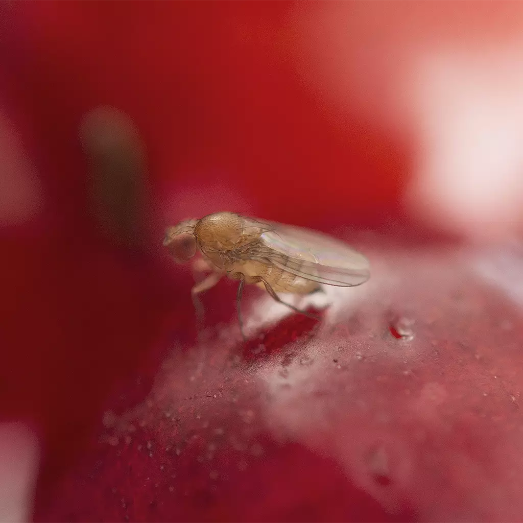 Drosophila suzukii laying an egg on a ripe cherry