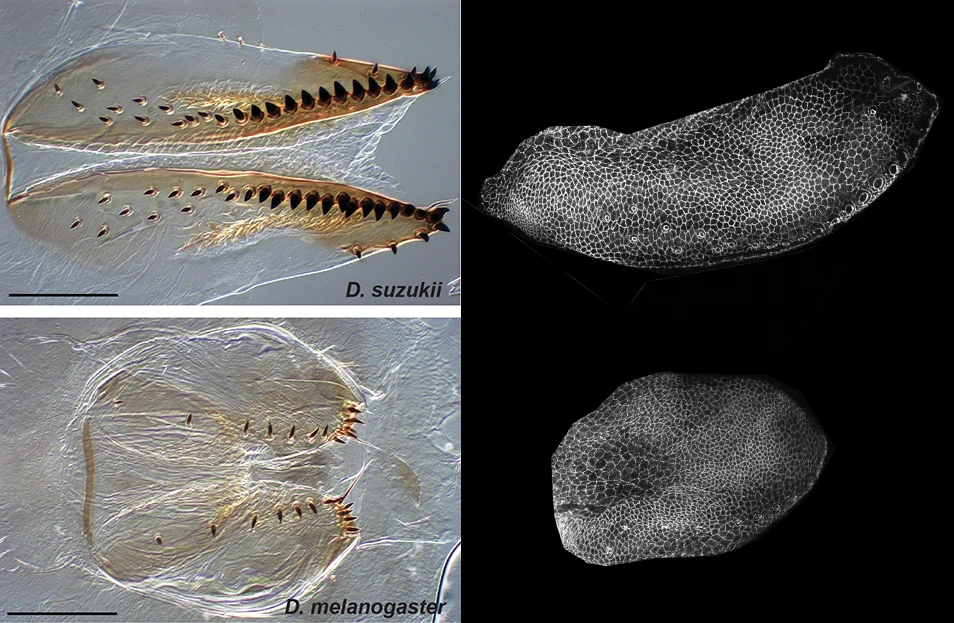 D. suzukii vs D. melanogaster ovipositor