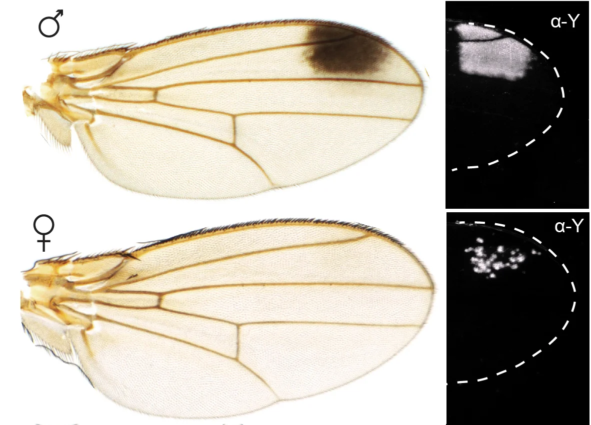 Sexually dimorphic wing spot and Yellow expression pattern